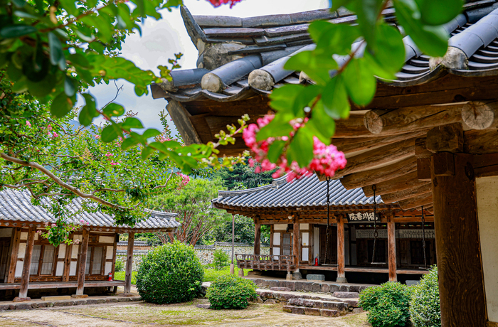 [가볼만한 곳] 산청 덕천서원 백일홍 개화