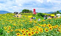 [가볼만한 곳} 함안 법수 강주마을에 핀 `해바라기'
